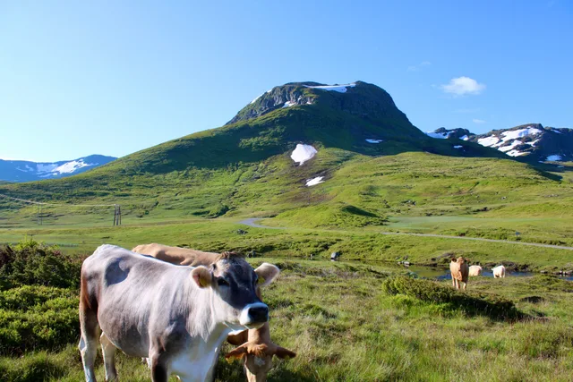 happy cow